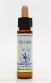 Imagem de HEALING GORSE 10ML